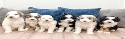 Mini Sheepadoodle dogs for sale: Jessabelle - Ad 8
