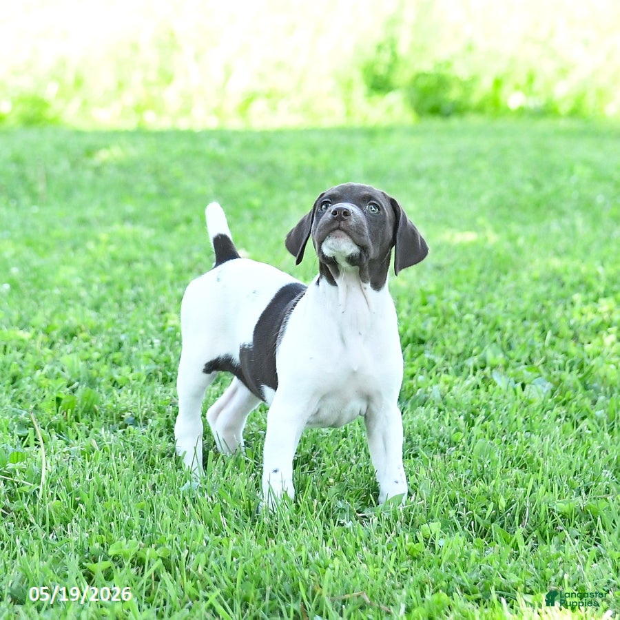 German Shorthaired Pointer dogs River - Ad 1