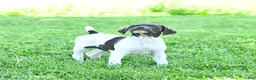 German Shorthaired Pointer dogs for sale: River - Ad 1