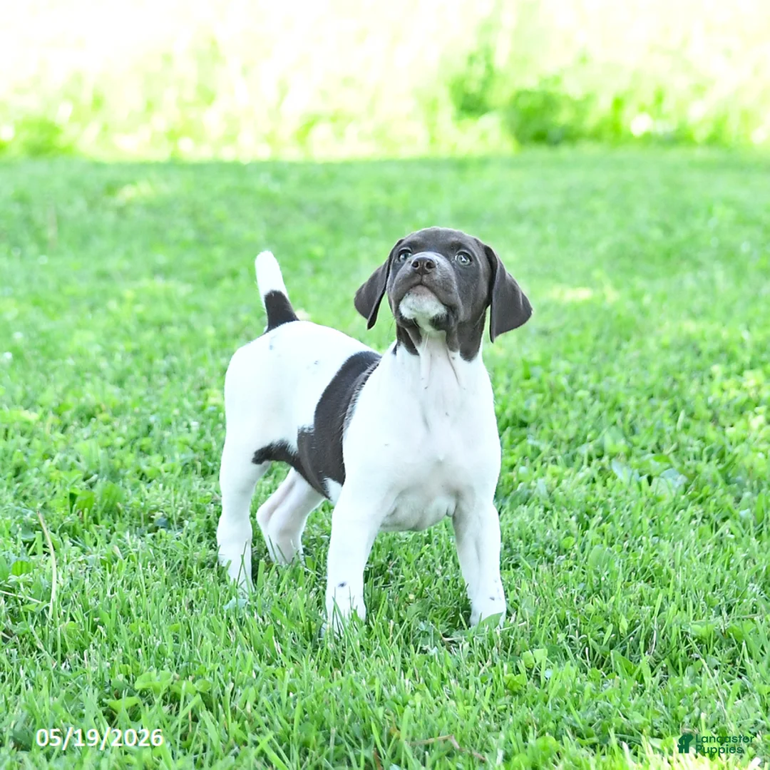 German Shorthaired Pointer dogs for sale: River - Ad 1