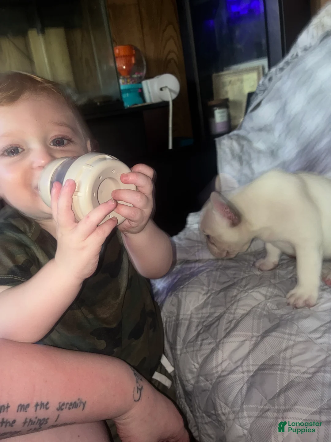 French Bulldog dogs for sale: French Bulldog Puppy 1 (fluffy) - Ad 33