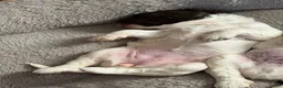 Mixed Breed dogs for sale: Mixed Breed 2 - Ad 5