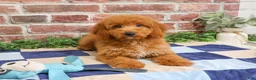 Mini Goldendoodle dogs for sale: Tortellini - Ad 2