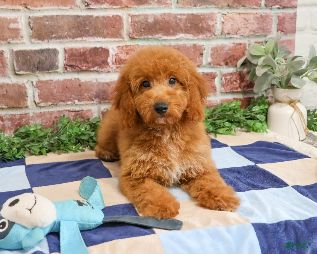 Mini Goldendoodle dogs for sale: Tortellini - Ad 2