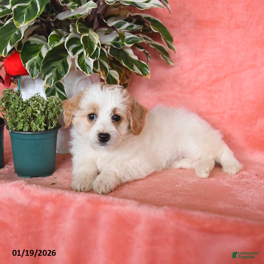 Mini Aussiedoodle dogs Chloe - Ad 2