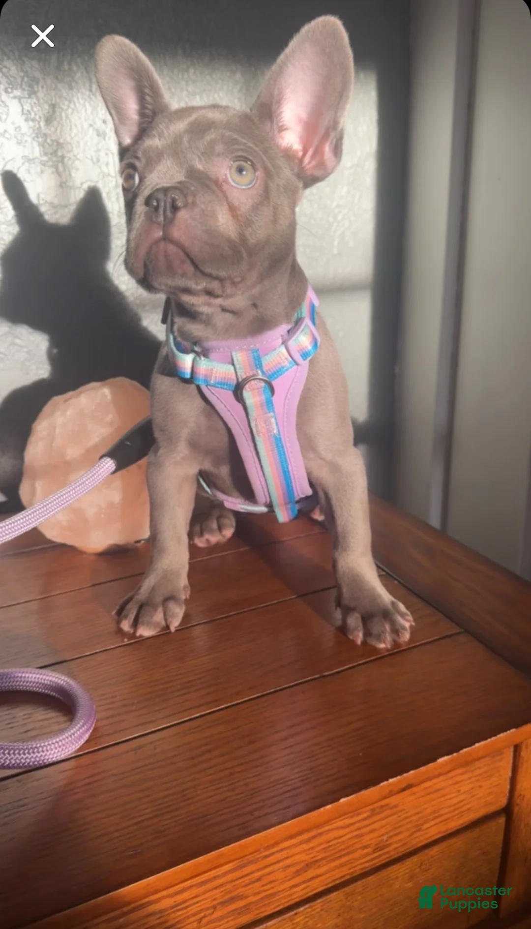 Gallery Image {{count}}