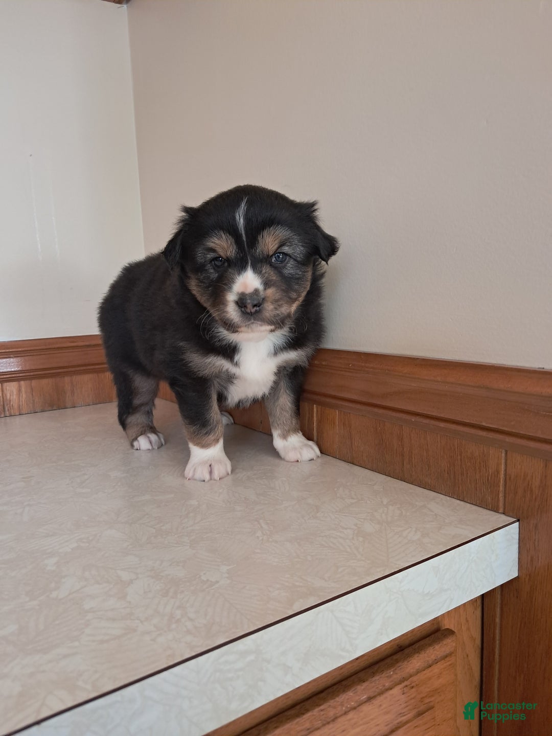Miniature Australian Shepherd dogs for sale: Miniature Australian Shepherd Puppy 1 - Ad 1