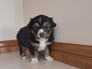 Miniature Australian Shepherd dogs Miniature Australian Shepherd Puppy 1 - Ad 41