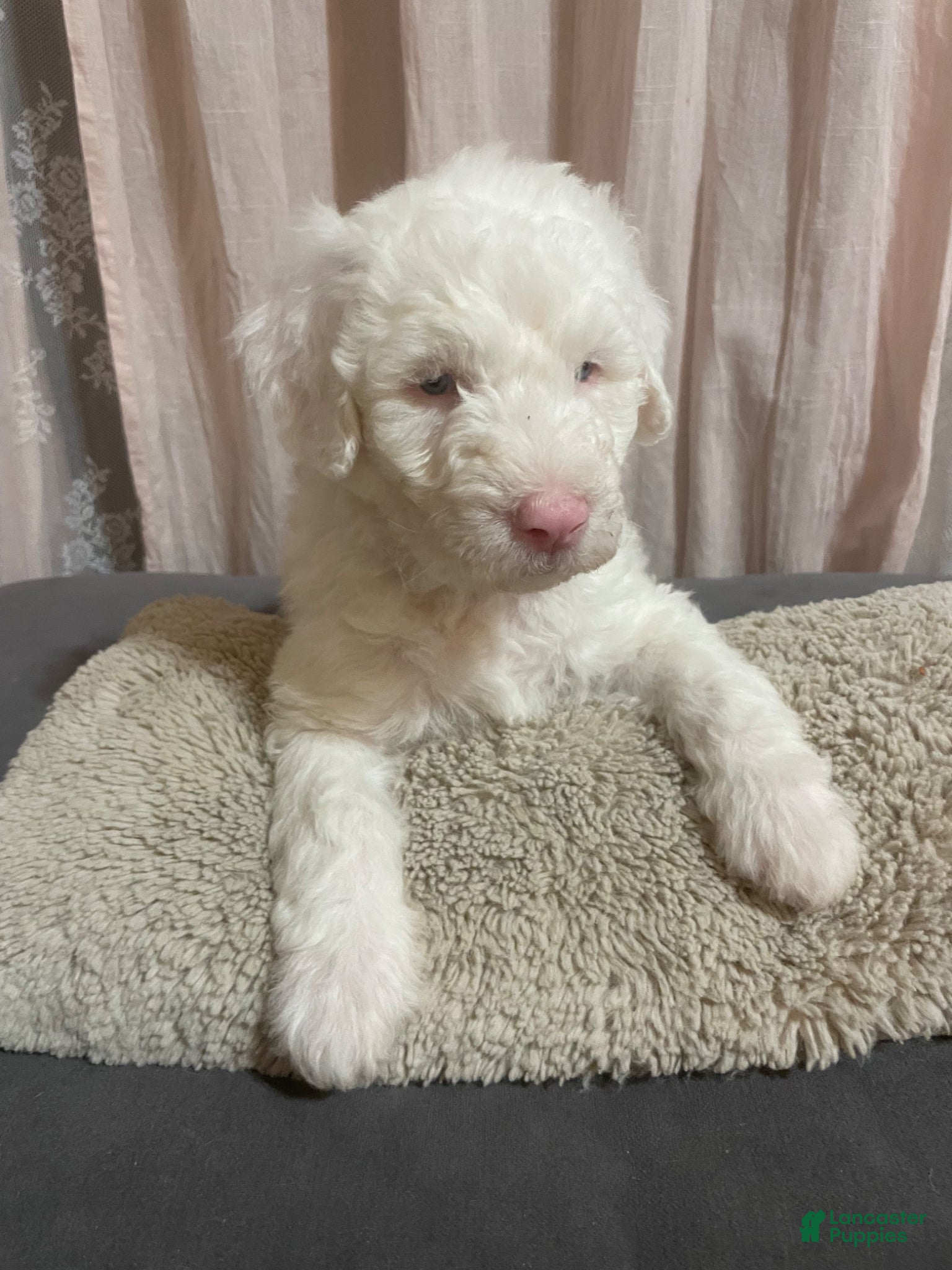 Sheepadoodle dogs Sheepadoodle Puppy 1 - Ad 3