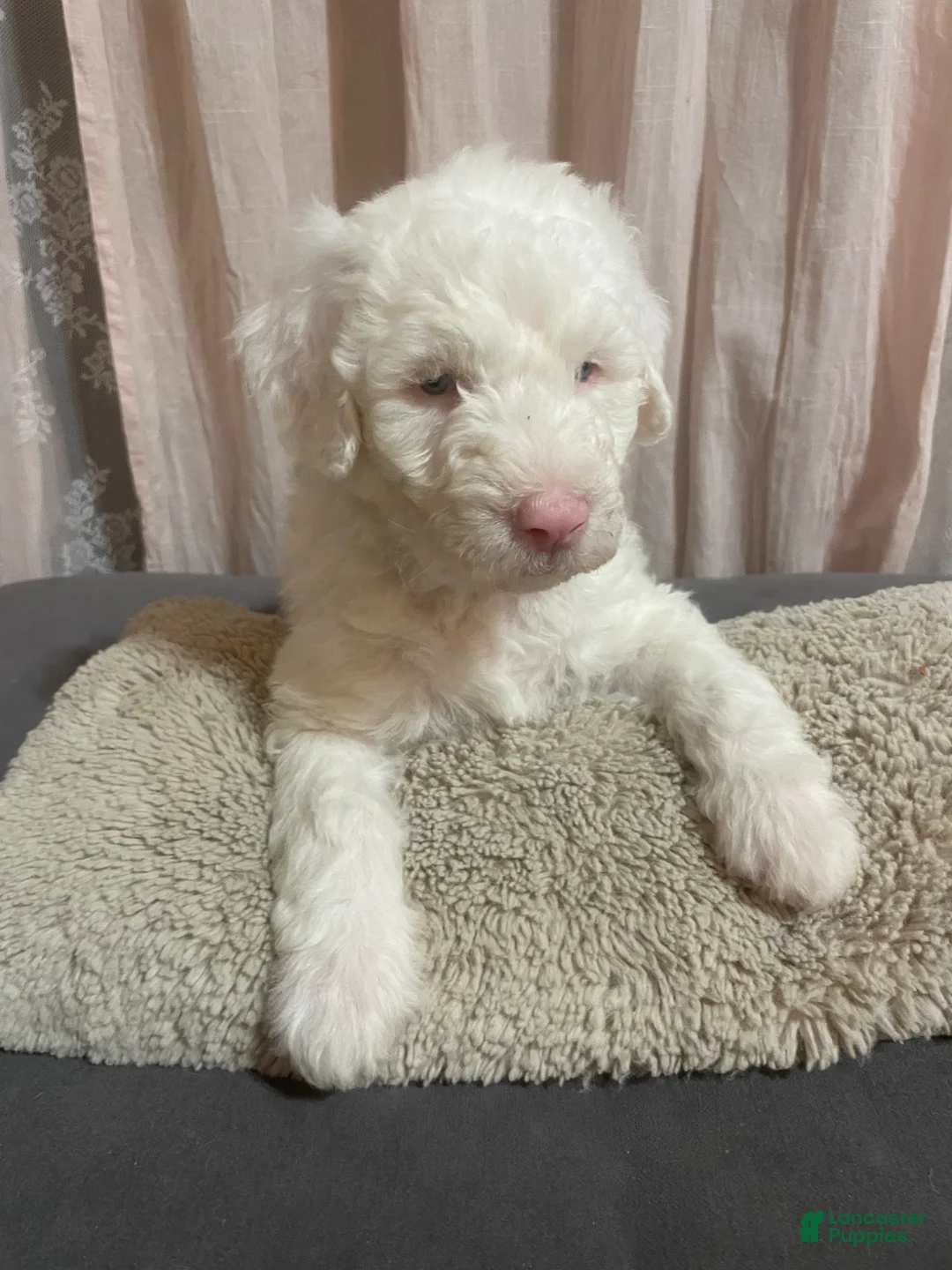 Sheepadoodle dogs for sale: Sheepadoodle Puppy 1 - Ad 1