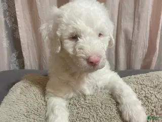 Sheepadoodle dogs Sheepadoodle Puppy 1 - Ad 3