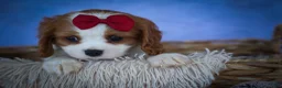 Cavalier King Charles Spaniel dogs for sale: Princeton🐶 - Ad 15