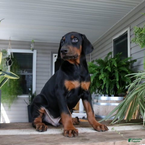 Doberman Pinscher dogs Wyatt - Ad 2