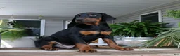 Doberman Pinscher dogs for sale: Wyatt - Ad 2