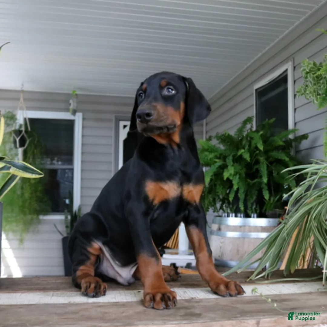 Doberman Pinscher dogs for sale: Wyatt - Ad 2