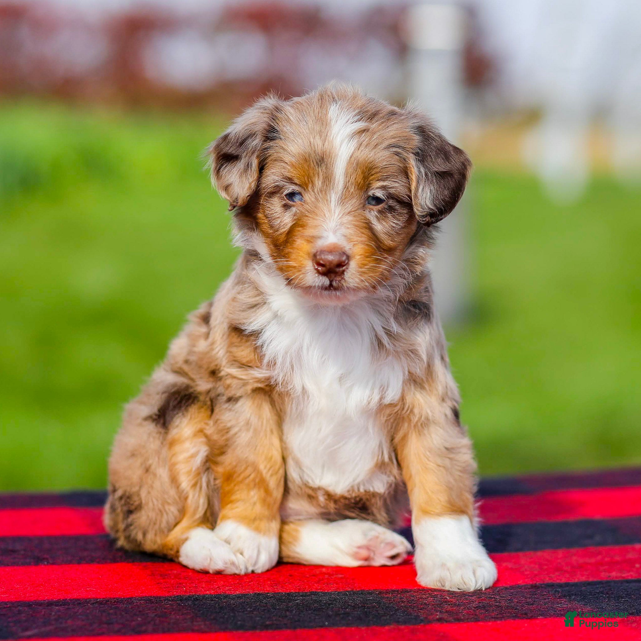 Mini Aussiedoodle dogs for sale: Brenda - Ad 1