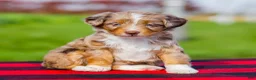 Mini Aussiedoodle dogs for sale: Brenda - Ad 1