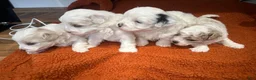 Maltipoo dogs for sale: Danny - Ad 5