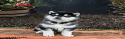 Alaskan Malamute dogs for sale: Judd - Ad 5