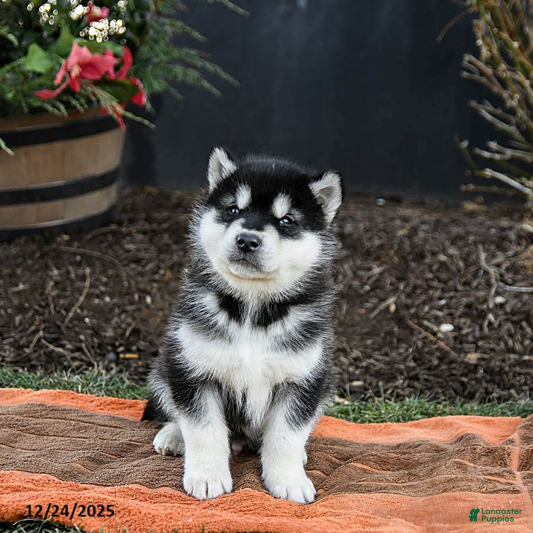 Alaskan Malamute dogs for sale: Judd - Ad 5
