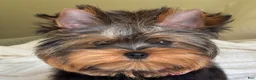 Yorkshire Terrier dogs for sale: Cody - Ad 6