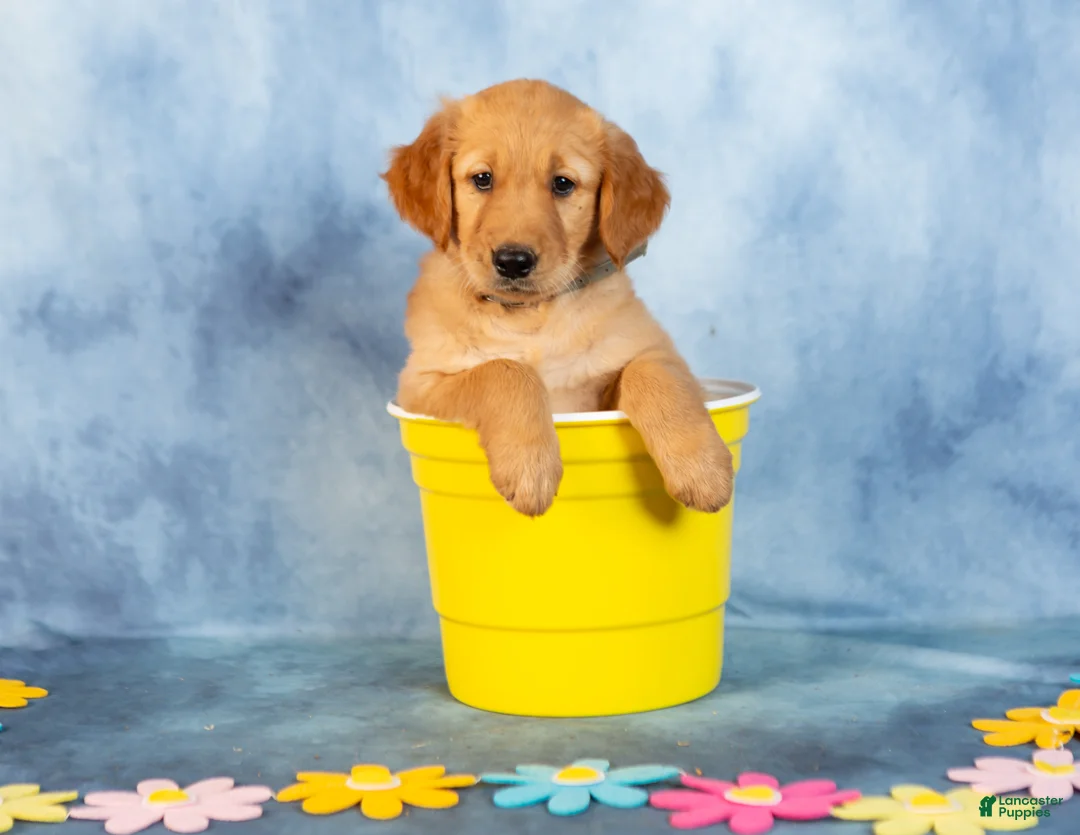 Golden Retriever dogs for sale: Espresso - Ad 2