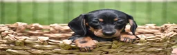 Miniature Dachshund dogs for sale: Slinky - Ad 15