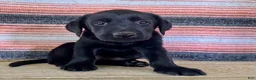 Labrador Retriever dogs for sale: Ricky  - Ad 8