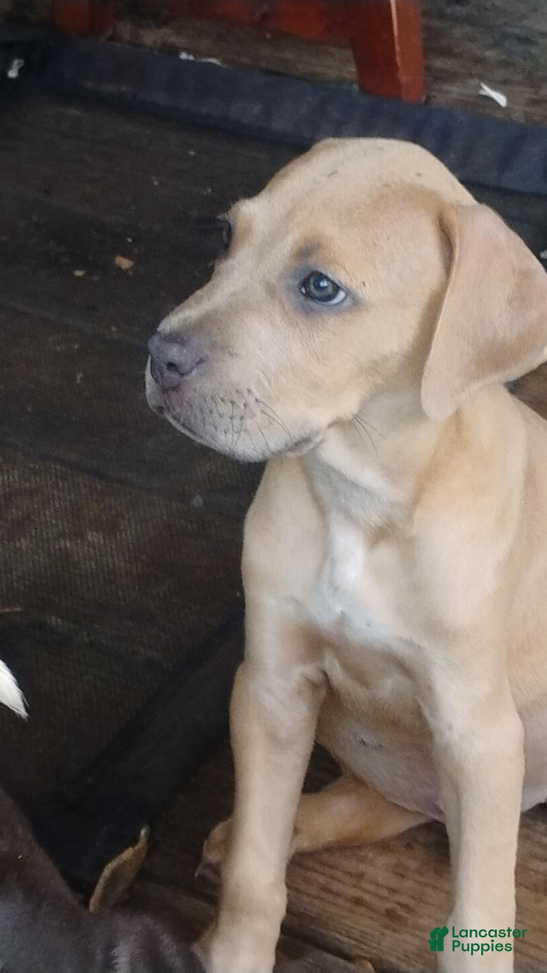 Mixed Breed dogs Corso pit mix - Ad 40