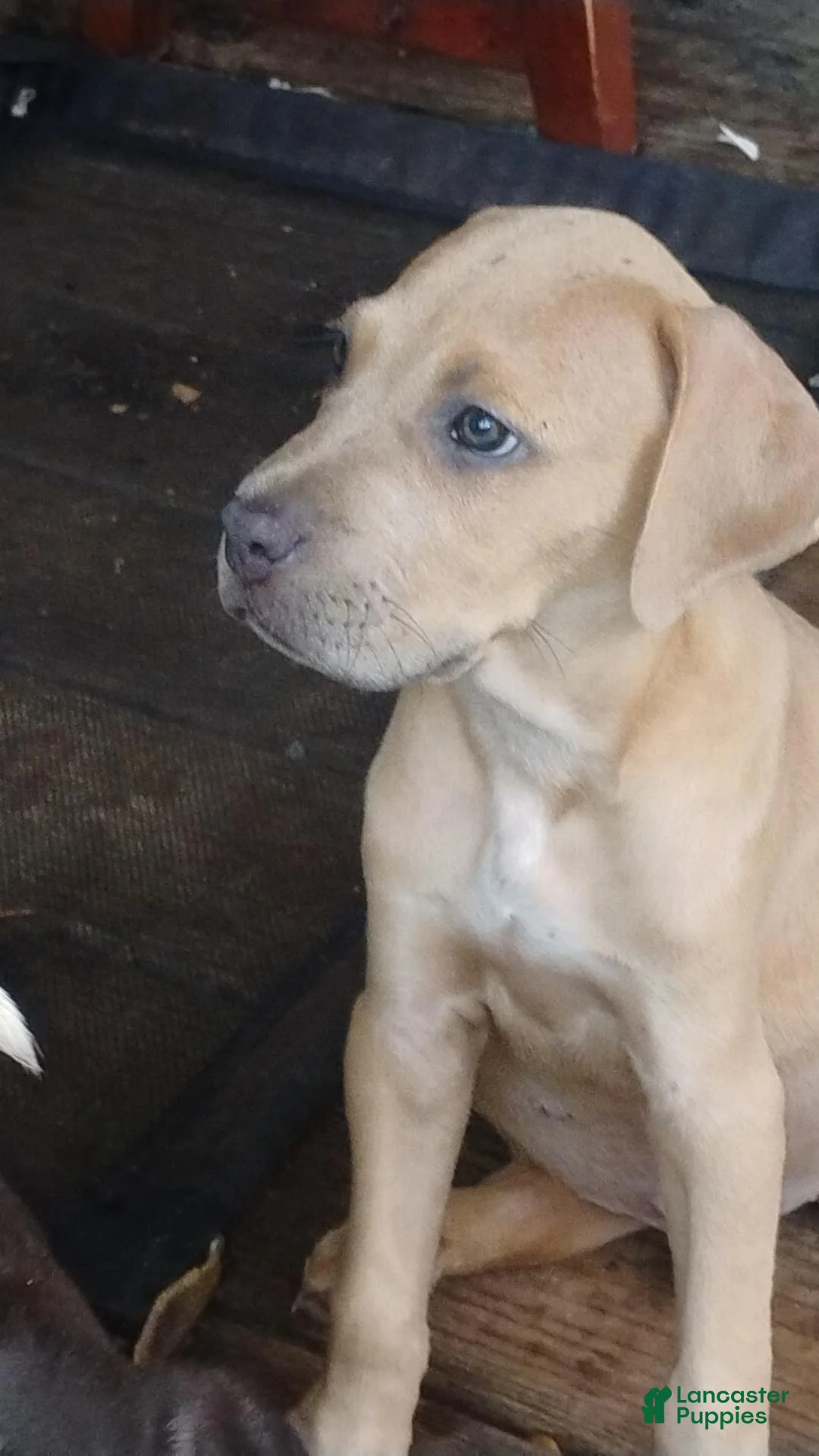 Mixed Breed dogs for sale: Corso pit mix - Ad 1