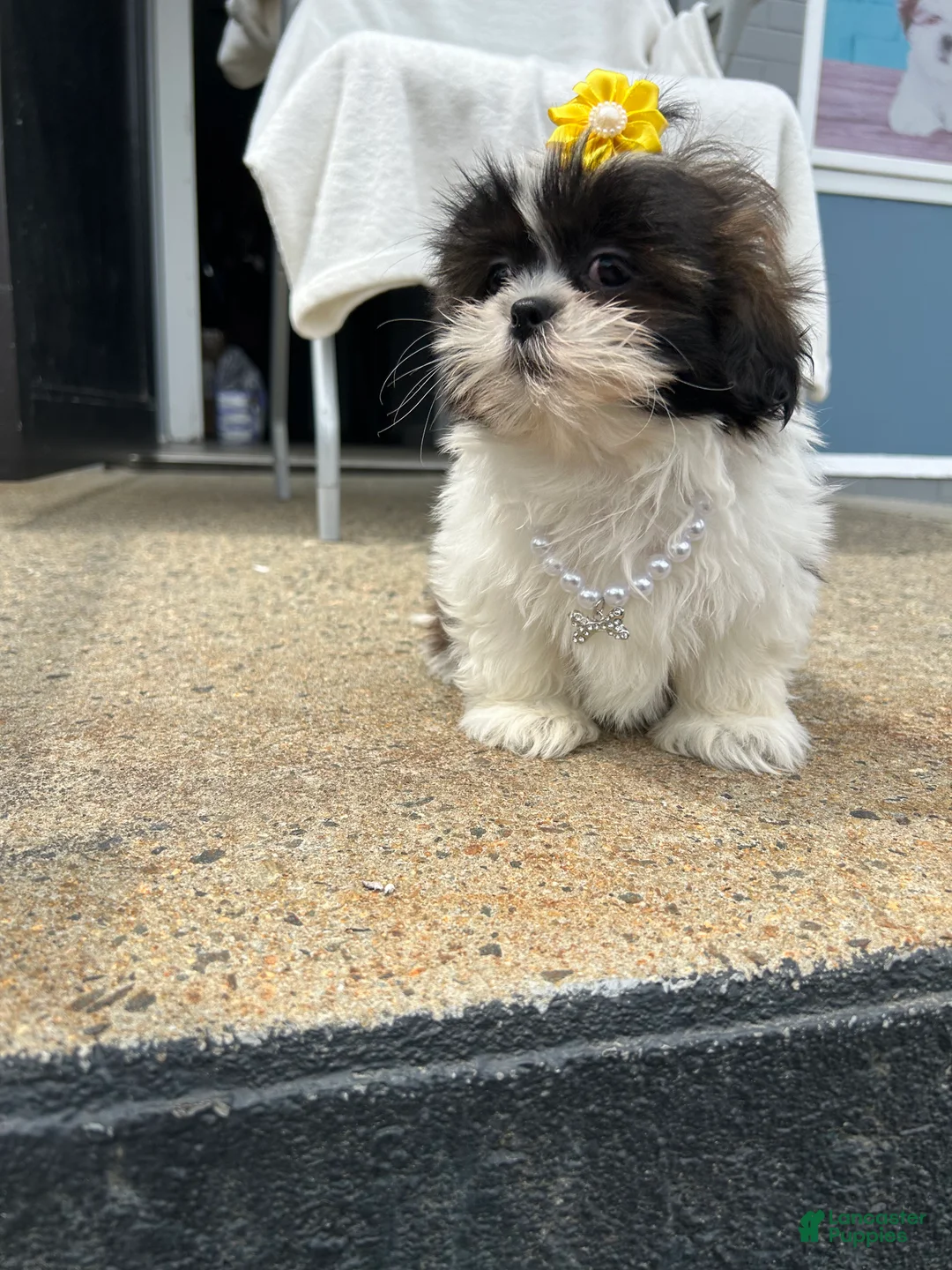 Shih Tzu dogs for sale: Shih Tzu Puppy 3 - Ad 3