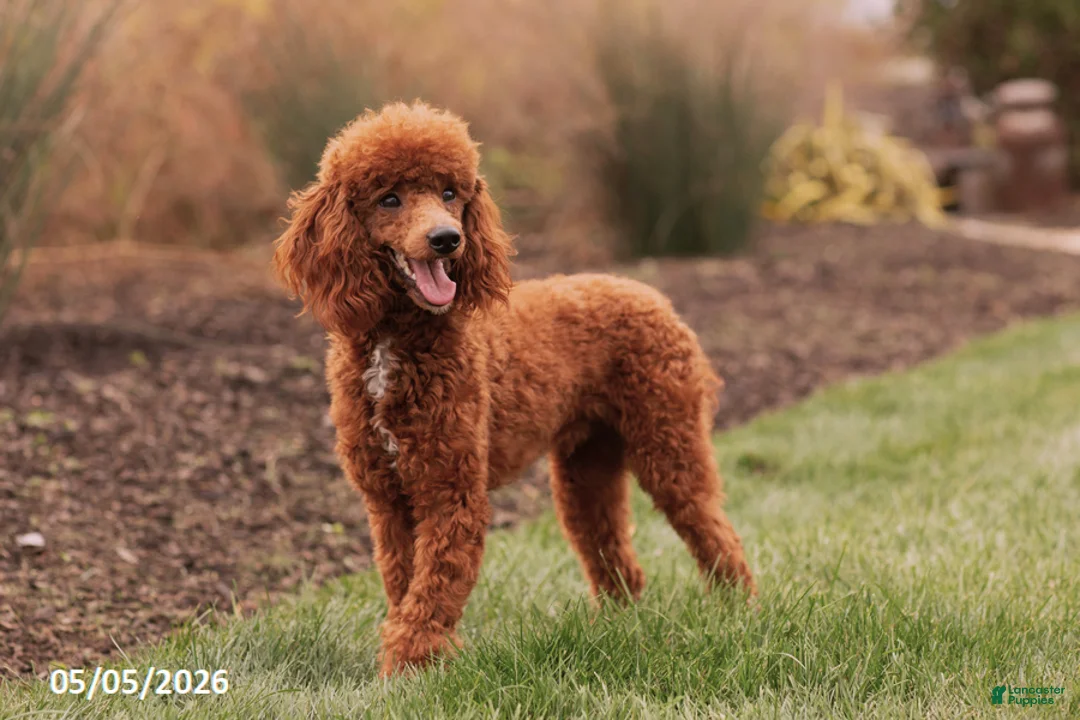 Miniature Poodle dogs for sale: Fairy - Ad 6