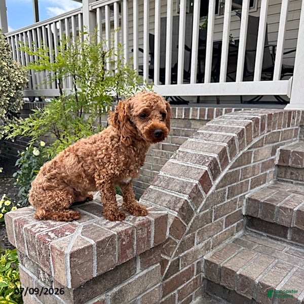 Toy Poodle dogs Biscuit - Ad 1