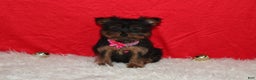 Yorkshire Terrier dogs for sale: Debbie - Ad 2