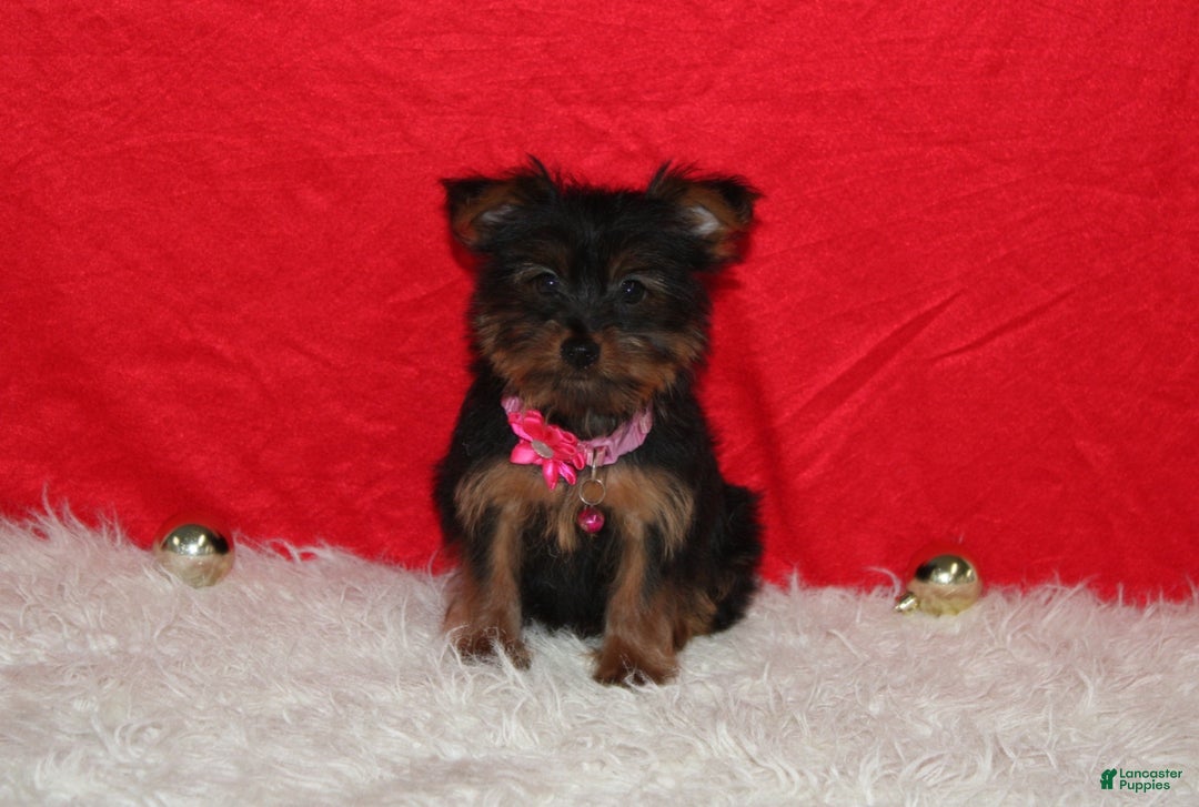 Yorkshire Terrier dogs for sale: Debbie - Ad 2