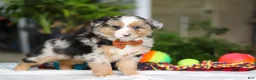 Australian Shepherd dogs for sale: Freckles - Ad 5