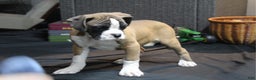Boxer dogs for sale: Dash - Ad 2