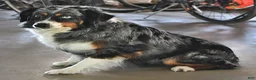 Australian Shepherd dogs for sale: Kate - Ad 6
