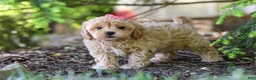 Maltipoo dogs for sale: Amelia - Ad 9