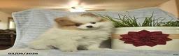 Pomeranian dogs for sale: Jamie  - Ad 3