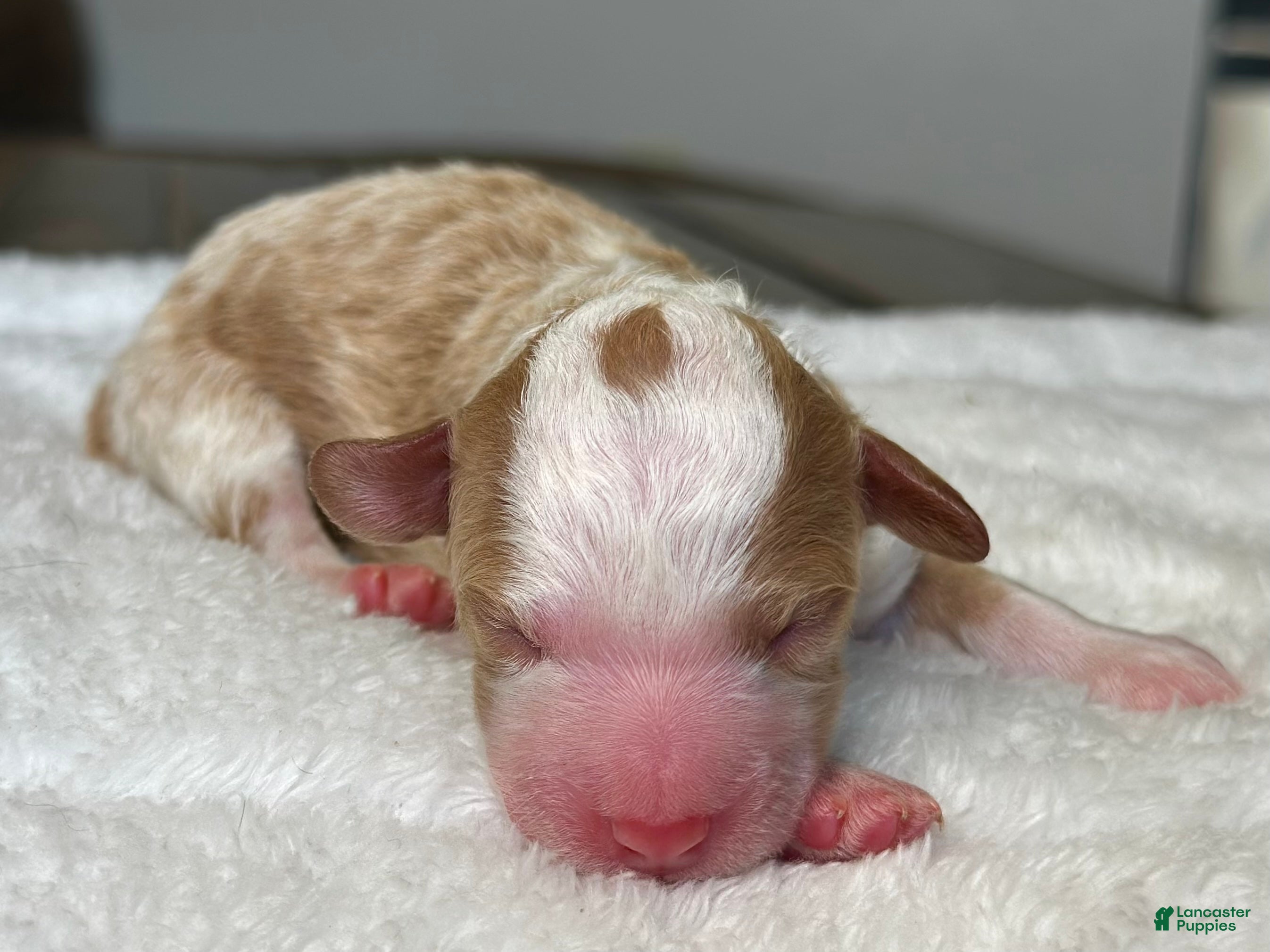 Mixed Breed dogs Apricot-Blonde Micro Mini - Ad 2