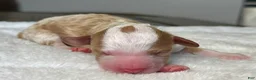 Mixed Breed dogs for sale: Apricot-Blonde Micro Mini - Ad 2