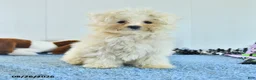 Pomapoo dogs for sale: Hermione - Ad 6