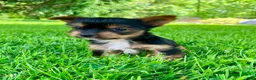 Yorkshire Terrier dogs for sale: Ava - Ad 5
