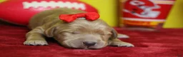 Goldendoodle dogs for sale: Star  - Ad 4