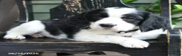 English Springer Spaniel dogs for sale: Destiny - Ad 2