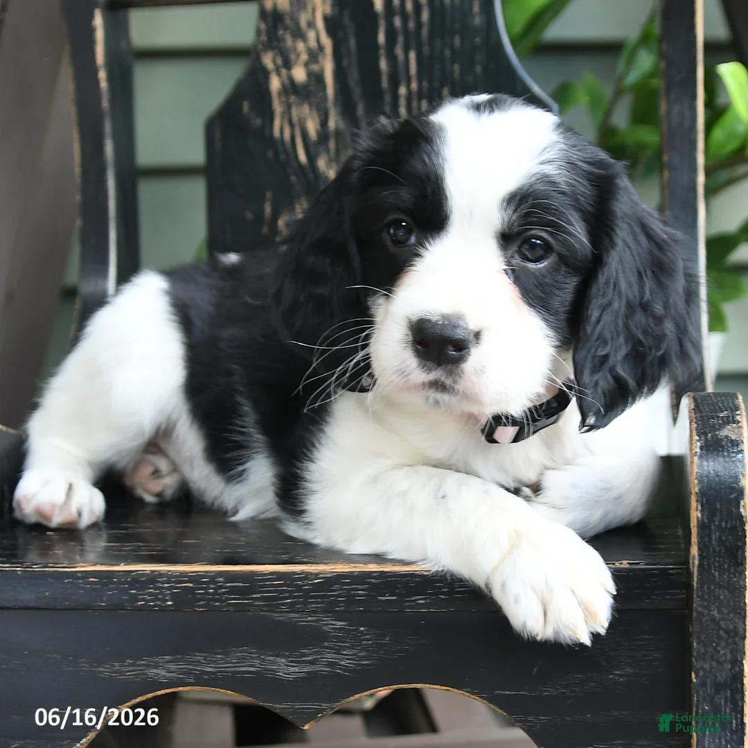 English Springer Spaniel dogs for sale: Destiny - Ad 2
