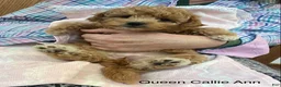 Mini Goldendoodle dogs for sale: Queen Callie Ann - Ad 4