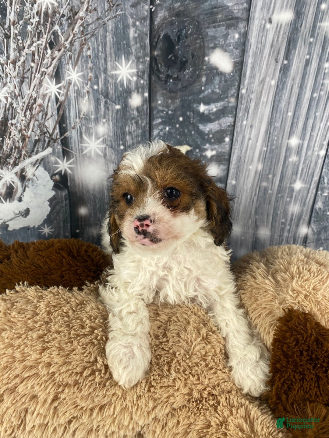 Cavapoo dogs for sale: Ranger - Ad 9