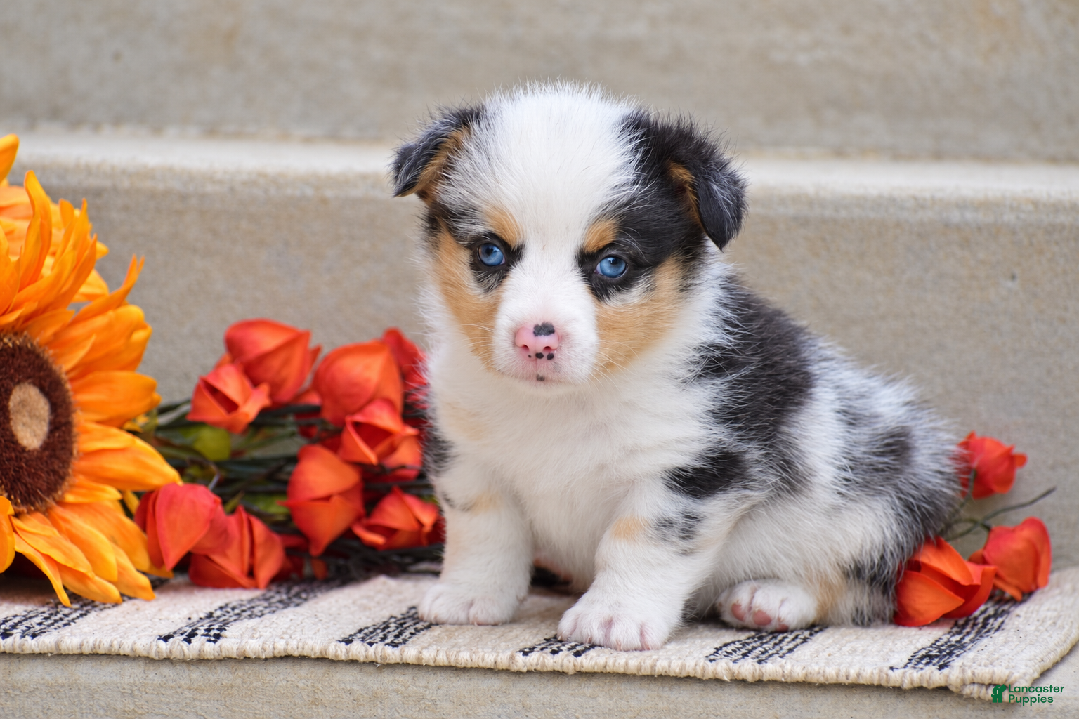Welsh Corgi Pembroke dogs Tiger - Ad 2